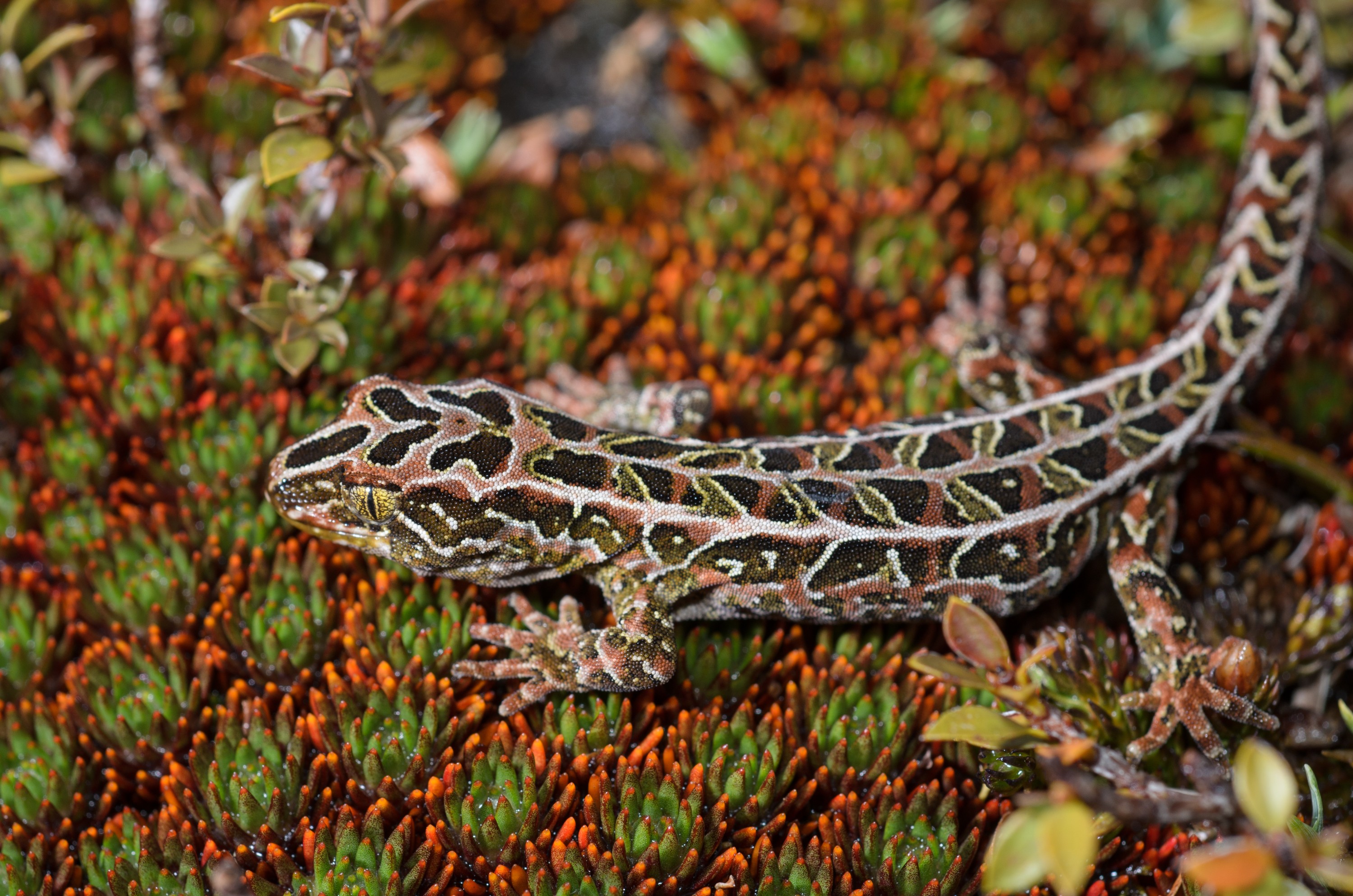 DSC_2798 – Adventure, Crispin, Hoplodactylus, Island, March 2017, National Park, New, New Zealand, Rakiura, South, Stewart, Tukutuku rakiurae, Zealand, amazing, gecko, harlequin gecko, rare, stunning
